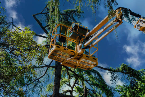 Leaf Removal in Rathdrum, ID