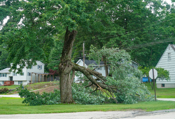 Why Choose Our Tree Removal Services in Rathdrum, ID?